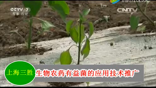 Em菌种原种 腾讯视频
