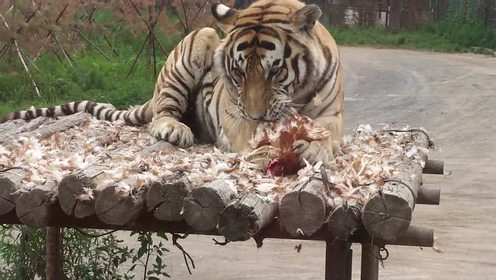 近距离观看東北虎吃活鸡的画面!