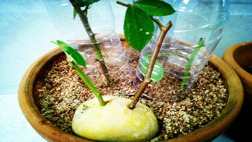 老外用土豆扦插月季是逗中国人玩?国人一言不合就去做试验