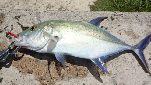 雅浦桥头根钓蓝鳍鯵 | 游钓天下