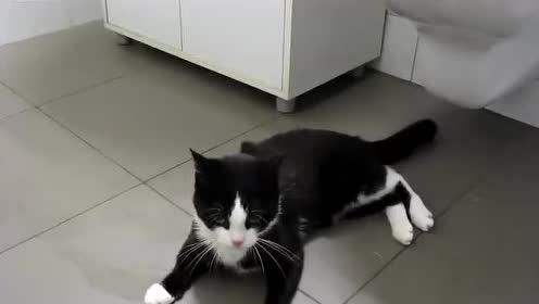 白手套小猫 腾讯视频