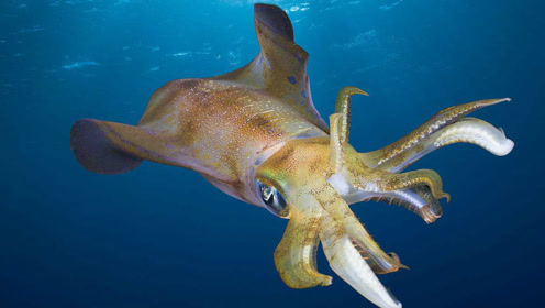 日本海域捕获了这样的巨型乌贼,这是大王乌贼吗请问,就这么剁了?