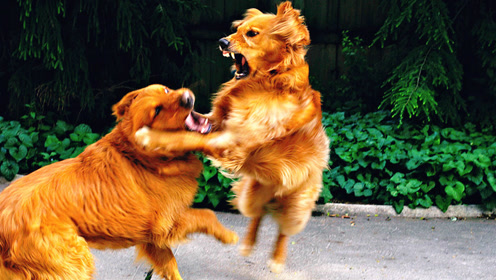 狗咬狗真的只有一嘴毛?