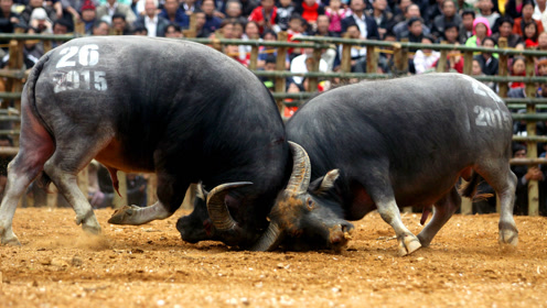 贵州农村斗牛决赛,村民全部到场观赛,气氛好热闹