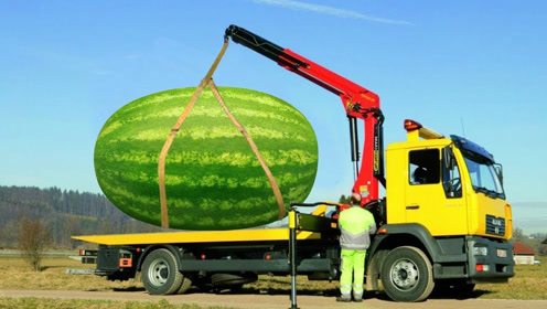 世界上最大西瓜,一辆卡车只能拉一个西瓜!