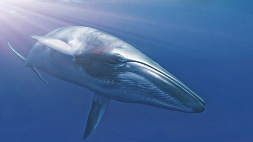 世界最大海洋哺乳类动物鳁鲸被塑化成标本 千年以后可"复活"