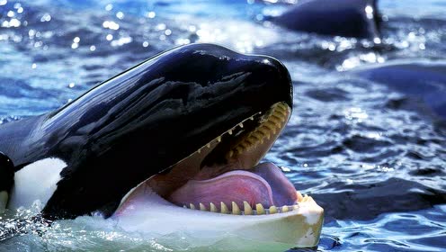 【爸爸妈妈讲故事】虎鲸大战大白鲨