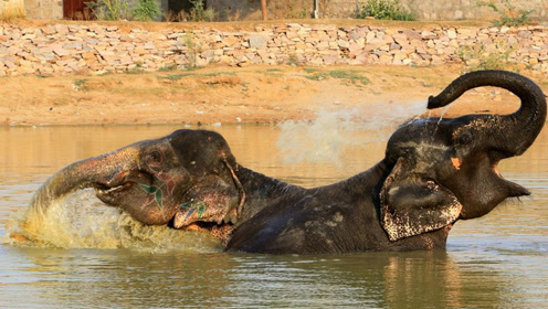 三头大象在河中玩水,鳄鱼就在旁边潜伏着,看得我心惊