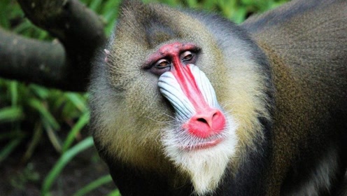 世界上最凶残的猴子—山魈 生存所迫,山魈同样虐狮子,不服来战