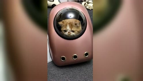 一只来自外太空的猫咪,出门必带