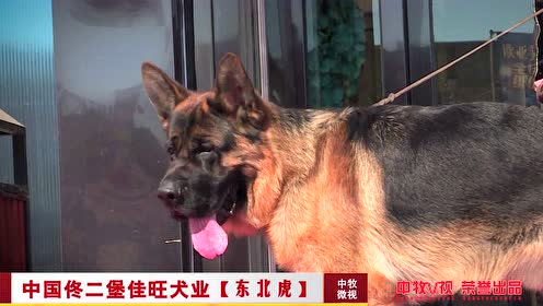 中国佳旺犬业 腾讯视频