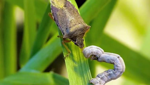 斑腹刺益蝽vs.尺蠖毛虫