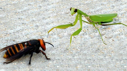双刀侠客螳螂遭遇日本大黄蜂,顶级对决太惊险,结局令人意想不到!