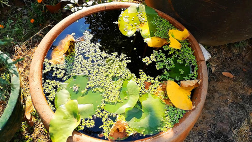 浮萍草 腾讯视频