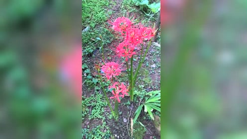腾讯视频