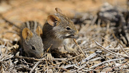 自然大灾难:澳大利亚恐怖鼠灾