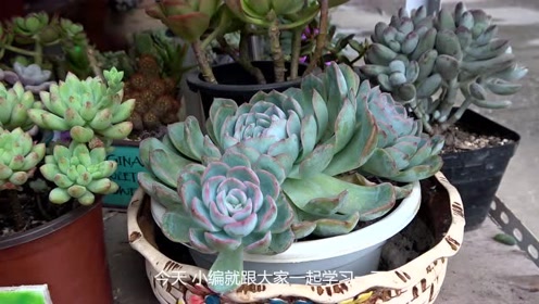液肥制作 腾讯视频