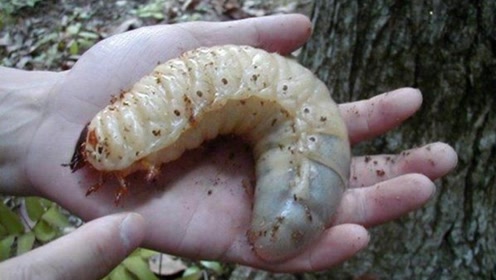 女子将腐木里发现的大虫带回家精心饲养,长大后女子万分惊喜!