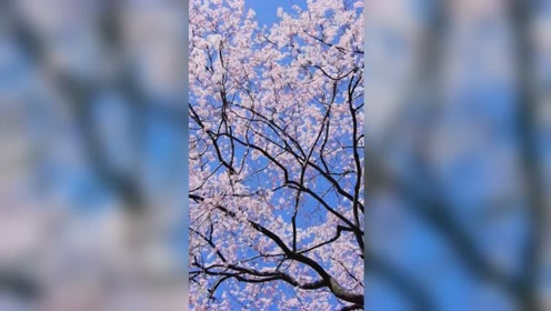 花吹雪リフレクト 腾讯视频