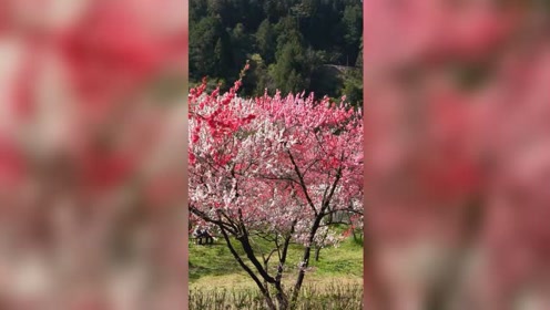 花桃 腾讯视频