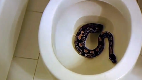 接下来她从马桶中,拉出1.6米长巨蟒!