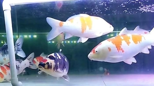 我的宠物锦鲤 腾讯视频