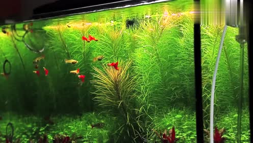 最美60厘米孔雀鱼水草造景缸,在这种环境里,想养不好孔雀鱼都难