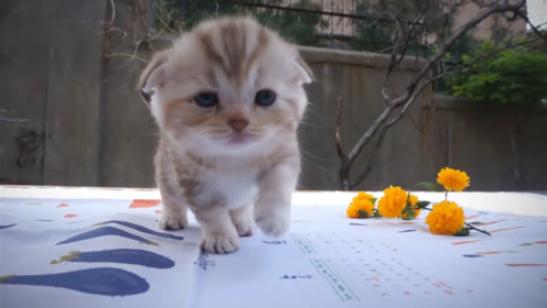 可爱的小猫猫 腾讯视频