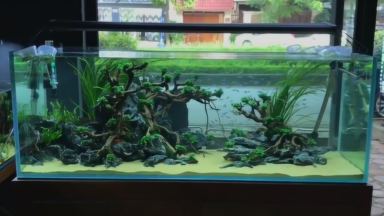 草缸也走简约风,1.5米鱼缸,做出的景观果然清爽