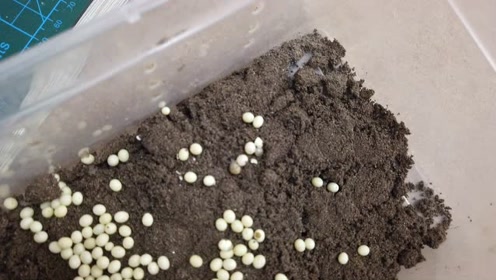 蜗牛卵孵化 腾讯视频