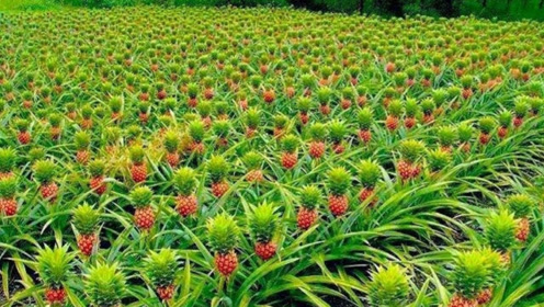 菠萝树是一年生植物,不在树上长不在地上结,到底怎么长大的?