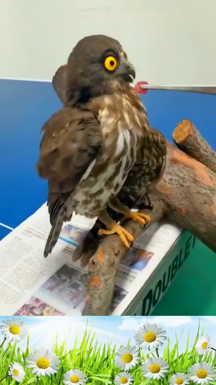 救助受伤的鹰真是被萌化了吃东西的样子好可爱