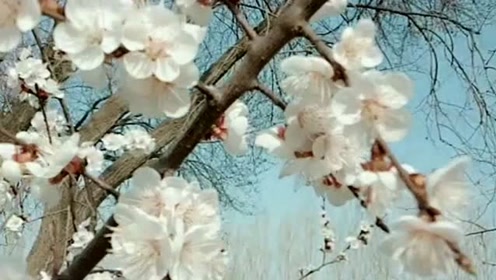杏花年俗文化节 腾讯视频