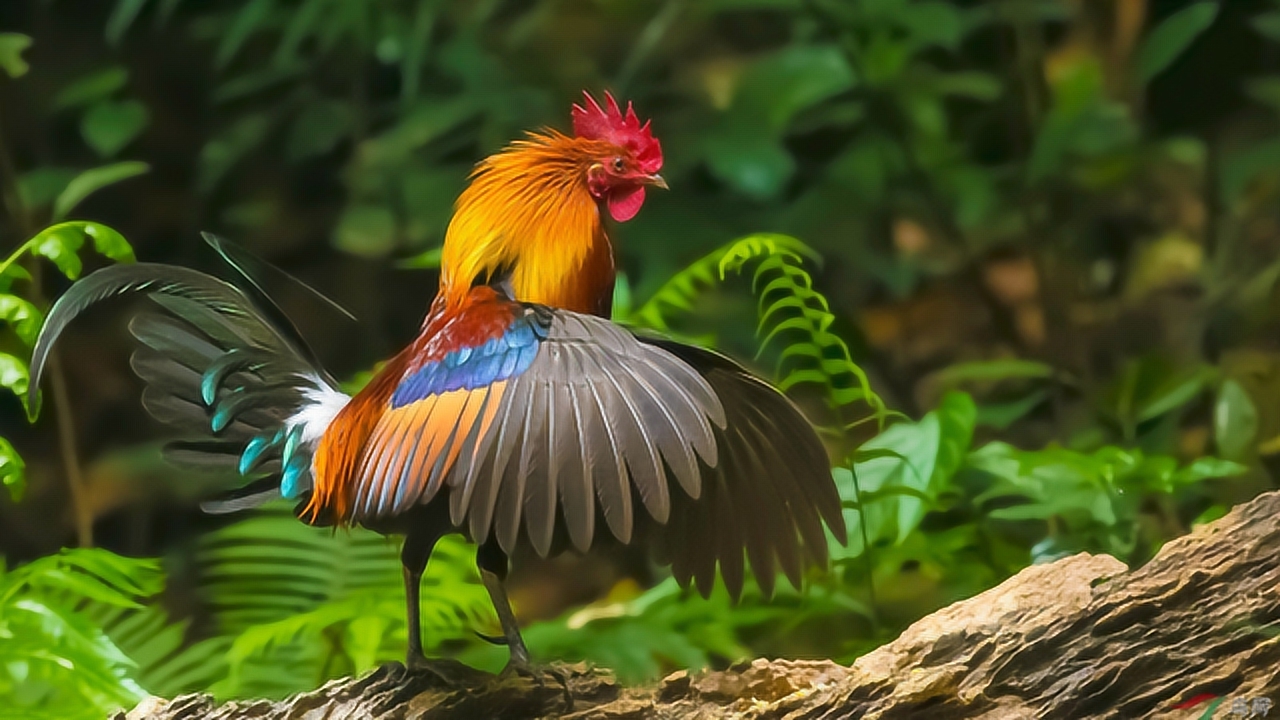 世界上最"牛"的鸡!吃上一口"牢底坐穿",看完你还敢吃吗?