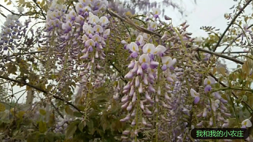 黄葛花 腾讯视频