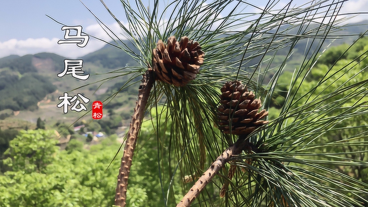 马尾松 松科松属植物 搜狗百科