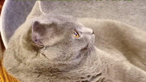 爆笑宠物猫 当你的猫上天入地的 你就有心想扔了它 腾讯om视频 腾讯网