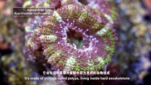 珊瑚是植物还是 腾讯视频