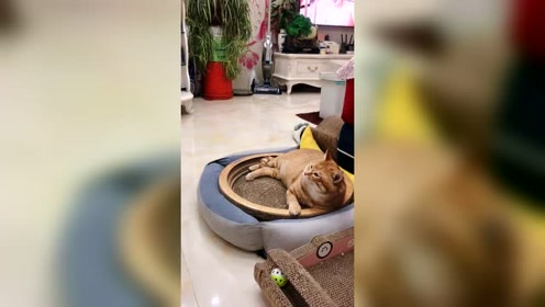 黑人骂猫-腾讯视频