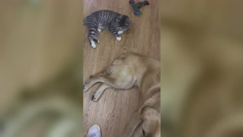 猫烂尾巴 腾讯视频