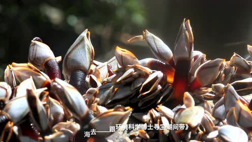 茗荷园 腾讯视频