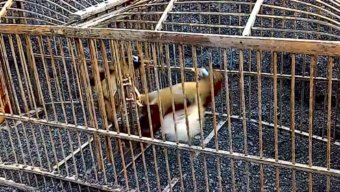 精彩的画眉鸟打架,嘴巴硬叫声洪亮,太厉害了,腿直接被打断了