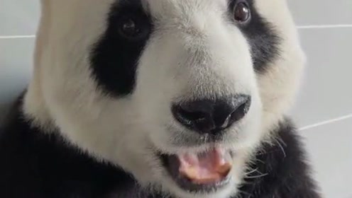 冷酸灵牙膏应该找它来代言,牙口好到吃竹子,大熊猫的牙齿太坚硬了!