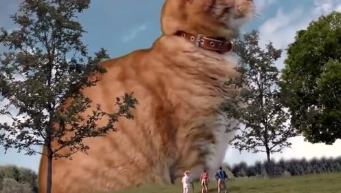 侏罗纪公园里的巨大橘猫,可爱得有点过分了,想吸!