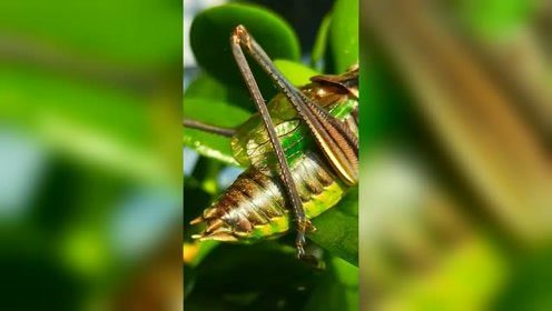 怀孕的蝈蝈看起来肚子好大啊,估计快要生了!