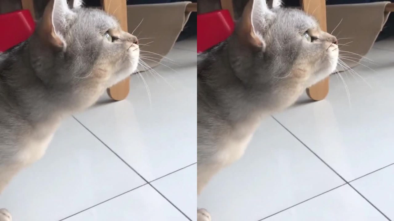 猫咪一激动为什么会发出这种声音