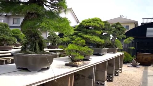 松园智造 腾讯视频