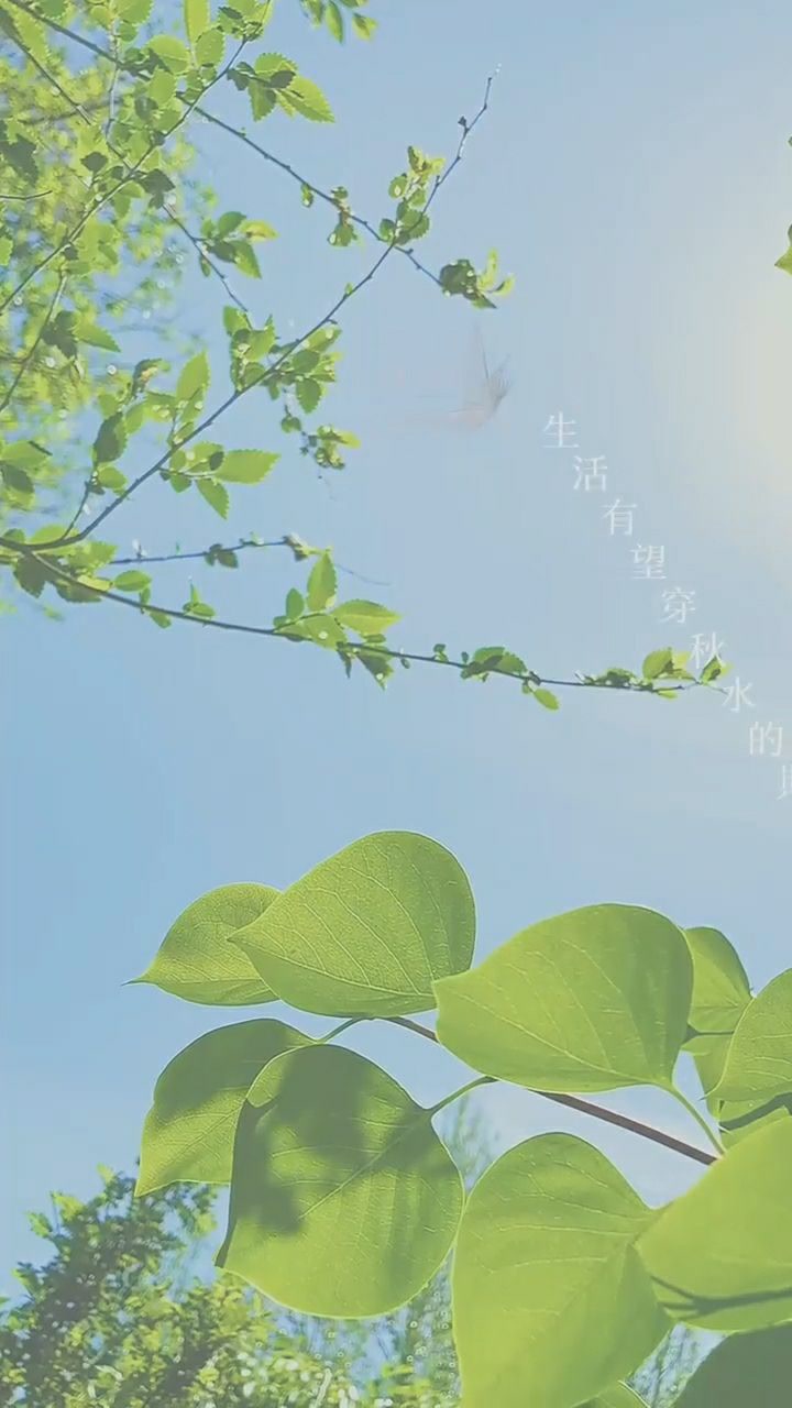 "张开双臂,拥抱每一个充满希望的早晨,"美好的一天从早晨开始神秘人