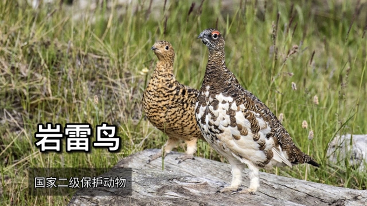 岩雷鸟(松鸡科雷鸟属动物)_搜狗百科