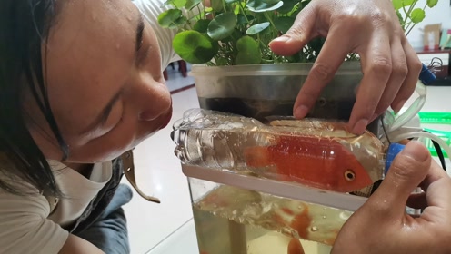 小金鱼怎么养 腾讯视频